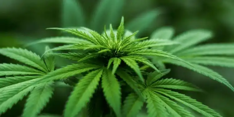 Patientenerfahrung mit dem cannabishaltigen Medikament Nabiximols in der Spastikbehandlung bei ALS